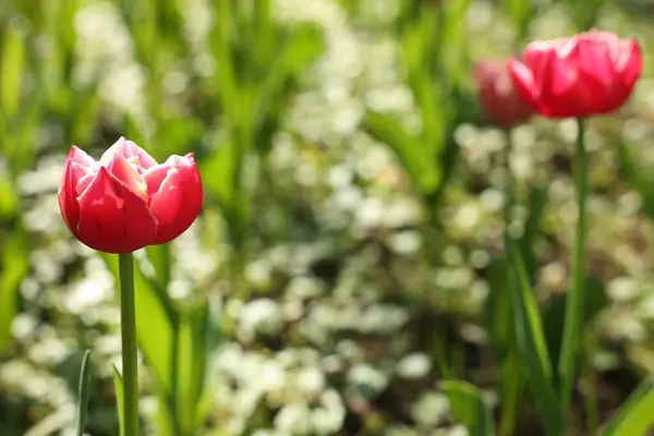 Красивые Яркие Тюльпаны Растут Открытом Воздухе Солнечный День Крупным Планом — стоковое фото