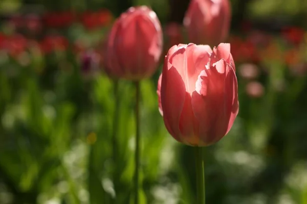 Красивые Розовые Тюльпаны Растут Открытом Воздухе Крупным Планом Пространство Текста — стоковое фото