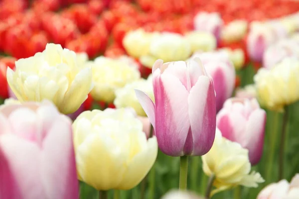 Mooie Tulp Bloemen Groeien Het Veld Close — Stockfoto