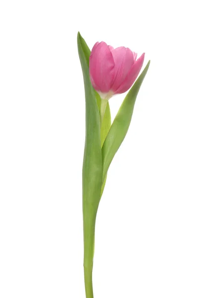 Indah Bunga Tulip Merah Muda Terisolasi Pada Putih — Stok Foto