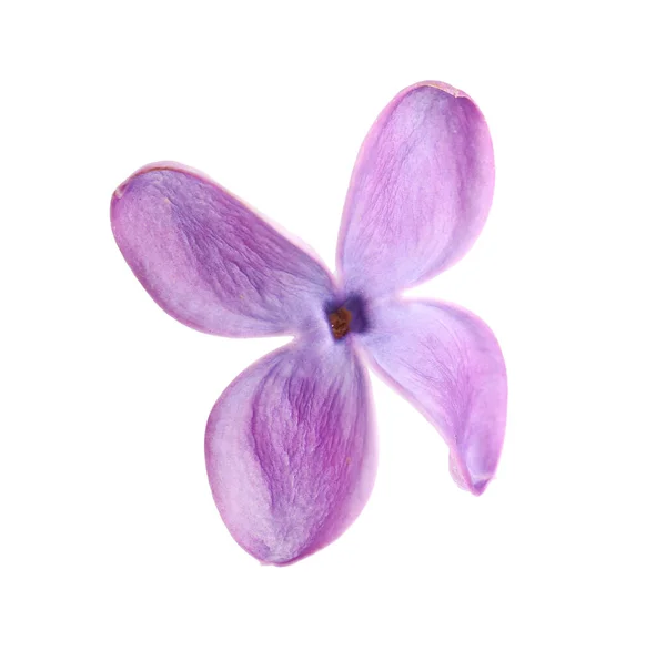 Uma Bela Flor Lilás Isolado Branco — Fotografia de Stock