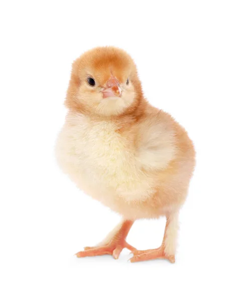 白い背景にかわいいふわふわの赤ちゃん鶏 — ストック写真