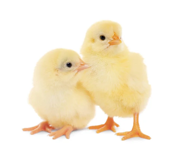 白い背景にかわいいふわふわの赤ちゃん鶏2羽 — ストック写真