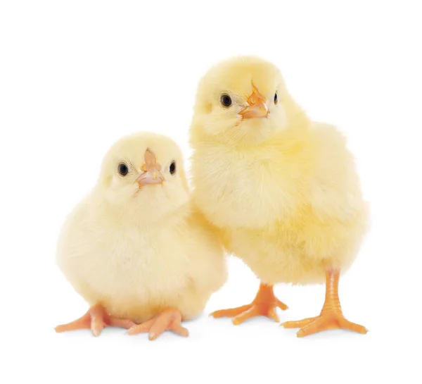 Δύο Χαριτωμένα Αφράτα Κοτόπουλα Μωρό Λευκό Φόντο — Φωτογραφία Αρχείου