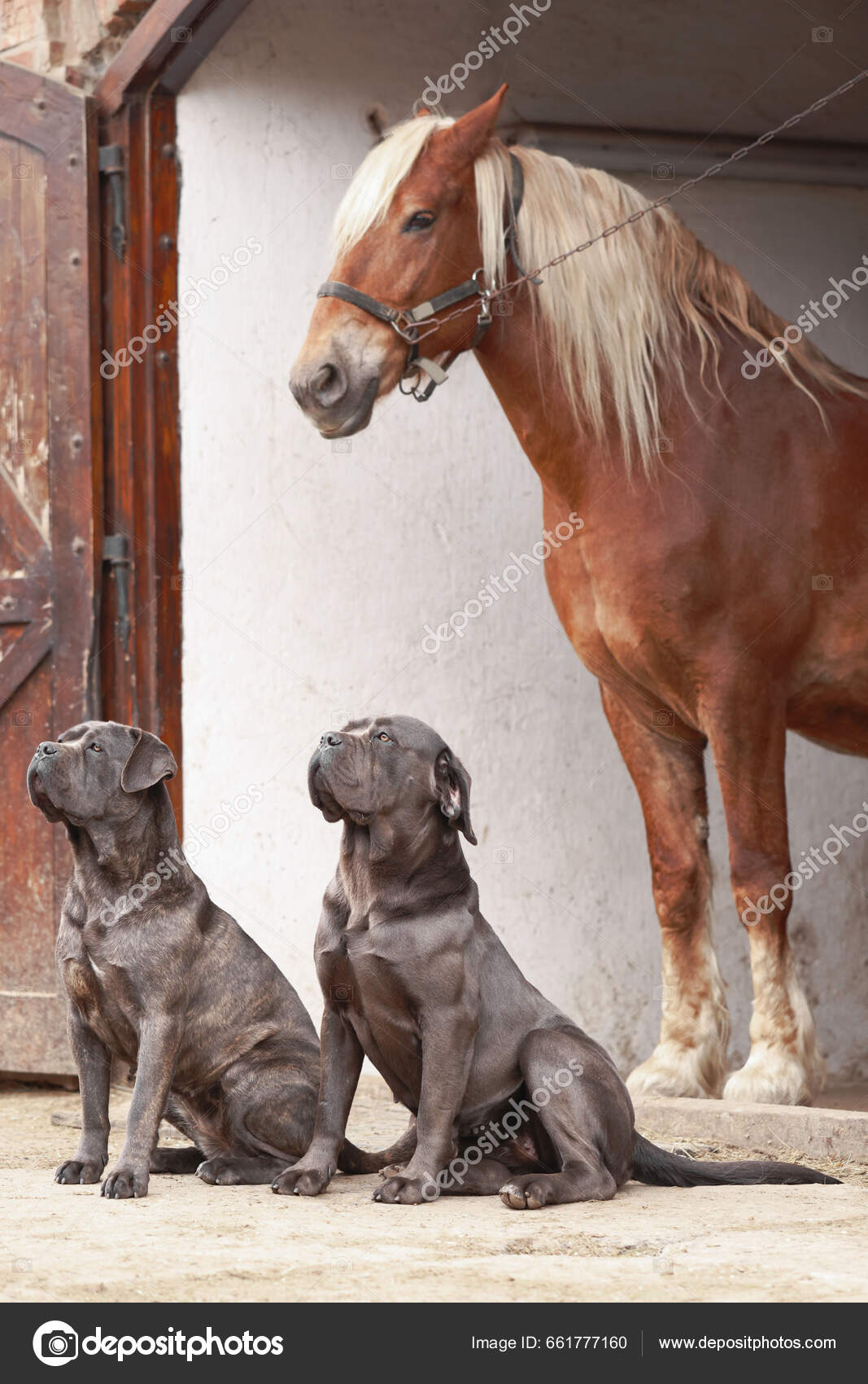 Adorable Horse Stable Cane Corso Dogs Outdoors Lovely Domesticated