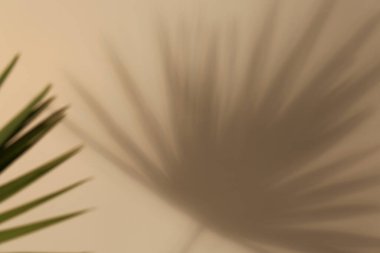 Tropik palmiye yaprakları bej arkaplanda gölge bırakır