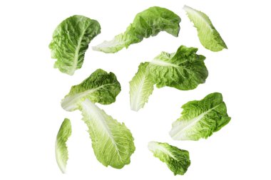 Beyaz arka plana düşen taze marul yaprakları.