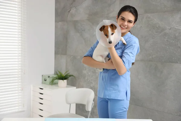 獣医とかわいいですジャック ラッセル テリア犬身に着けています医療用プラスチックカラーでクリニック — ストック写真