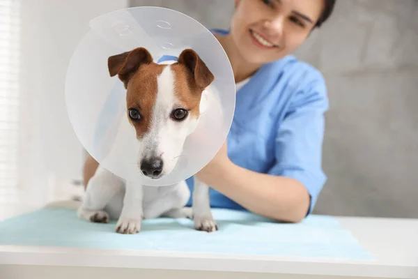 獣医師とジャック ラッセル テリア犬は診療所で医療用プラスチック製の襟を着て ペットに焦点を当てます — ストック写真