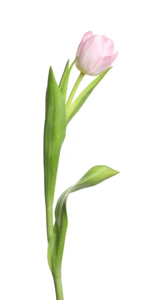 Один Красивий Ніжний Тюльпан Ізольований Білому — стокове фото