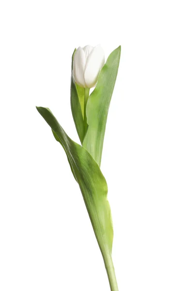 Jeden Piękny Delikatny Tulipan Odizolowany Białym — Zdjęcie stockowe