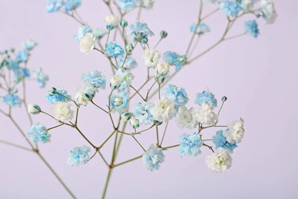 Hermosas Flores Gypsophila Coloridas Sobre Fondo Blanco —  Fotos de Stock