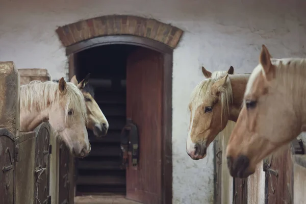 Cavalos Adoráveis Estábulo Madeira Adorável Animal Estimação Domesticado — Fotografia de Stock