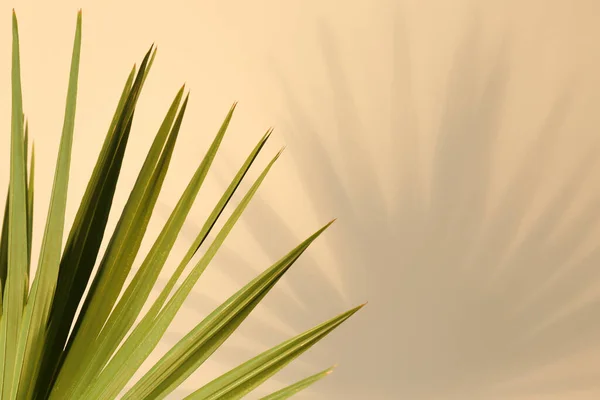 stock image Tropical palm leaves casting shadow on beige background, closeup