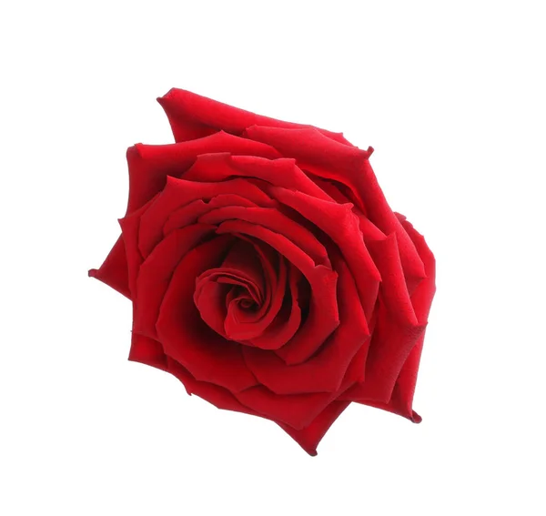 Свежая Красная Роза Изолирована Белом — стоковое фото