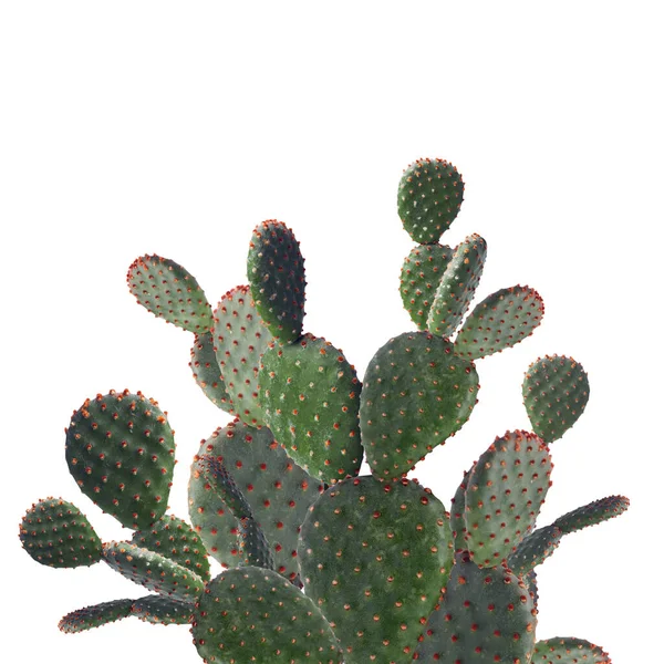 Hermoso Gran Cactus Verde Sobre Fondo Blanco —  Fotos de Stock