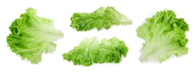 Beyaz arka planda taze marul yapraklı kolaj