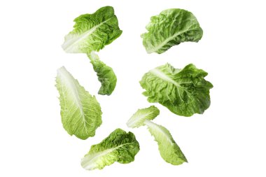 Beyaz arka plana düşen taze marul yaprakları.