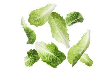 Beyaz arka plana düşen taze marul yaprakları.