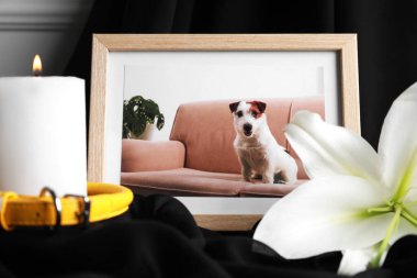 Üzerinde köpek, tasma, yanan mum ve siyah kumaş üzerinde zambak çiçeği olan çerçeve, yakın plan. Hayvan cenazesi