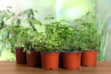 Ahşap masada farklı aromatik saksılar var.