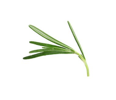 Taze biberiye beyaz izole fışkın