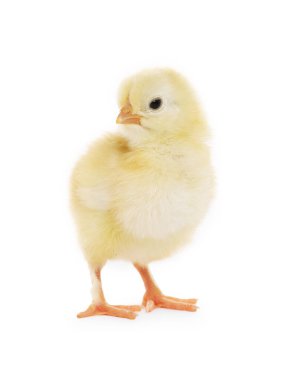 Beyaz arka planda sevimli tüylü yavru tavuk.