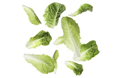 Beyaz arka plana düşen taze marul yaprakları.