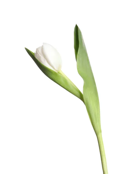 Egy Gyönyörű Finom Tulipán Elszigetelt Fehér — Stock Fotó