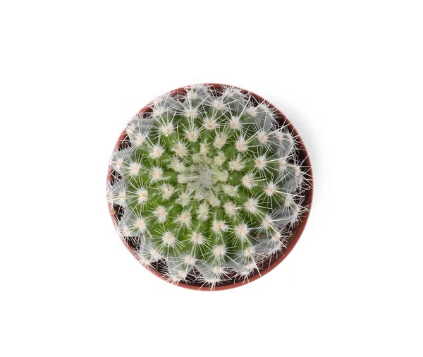 Beautiful Green Cactus Pot Isolated White Top View Tropical Plant — Stock Photo, Image