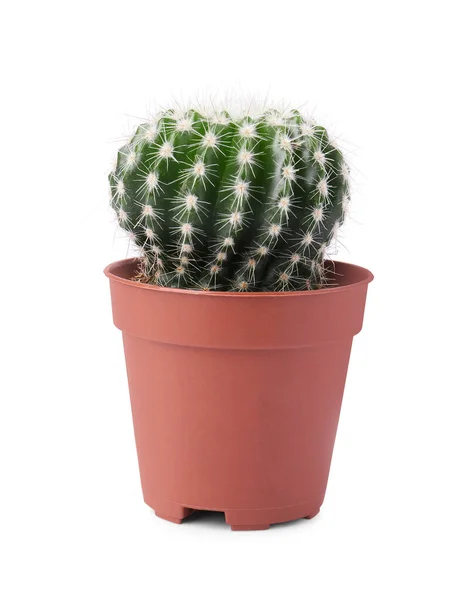 Vacker Grön Kaktus Kruka Isolerad Vitt Tropiska Växter — Stockfoto