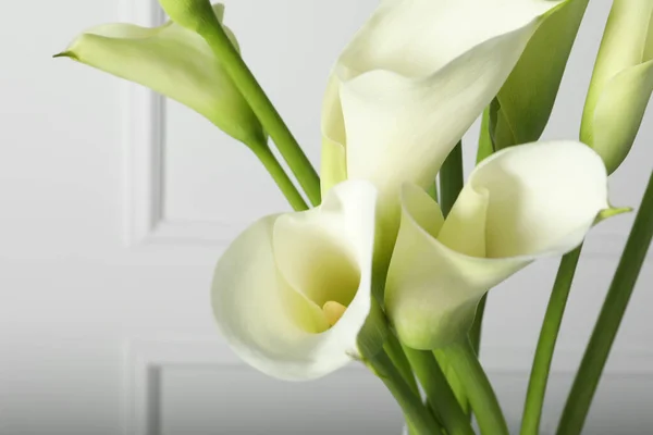 Schöne Calla Lilie Blumen Auf Weißem Hintergrund Nahaufnahme — Stockfoto