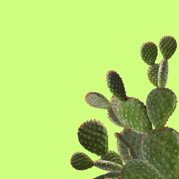 Piękna Zielona Roślina Kaktusowa Zielonym Żółtym Tle Miejsce Tekst — Zdjęcie stockowe