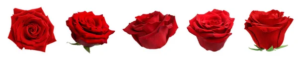 Zestaw Czerwonymi Pączkami Róż Izolowanych Białym — Zdjęcie stockowe