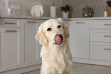 Şirin Labrador Retriever mutfakta dilini gösteriyor.