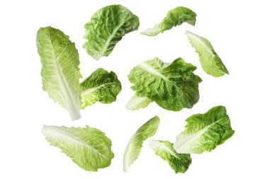 Beyaz arka plana düşen taze marul yaprakları.