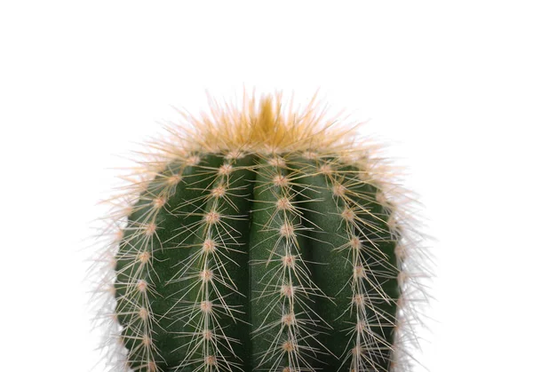 Hermoso Cactus Verde Aislado Blanco Primer Plano Planta Tropical — Foto de Stock
