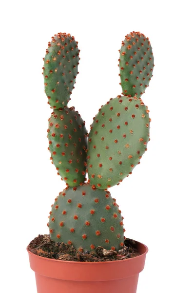 Prachtige Groene Opuntia Cactus Pot Witte Achtergrond — Stockfoto