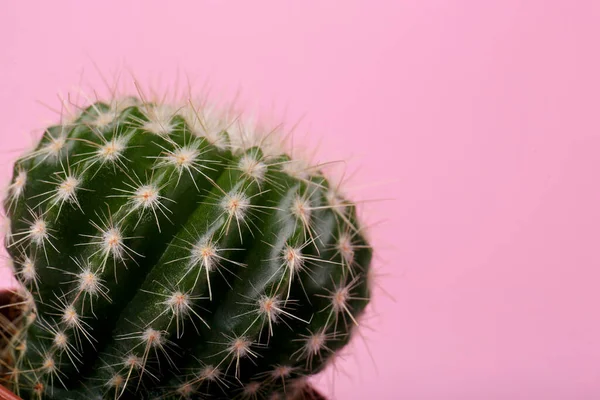 Hermoso Cactus Verde Sobre Fondo Rosa Primer Plano Con Espacio —  Fotos de Stock