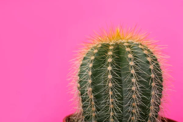 Bellissimo Cactus Verde Sfondo Rosa Primo Piano Con Spazio Testo — Foto Stock