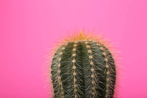Beau Cactus Vert Sur Fond Rose Gros Plan Plante Tropicale — Photo