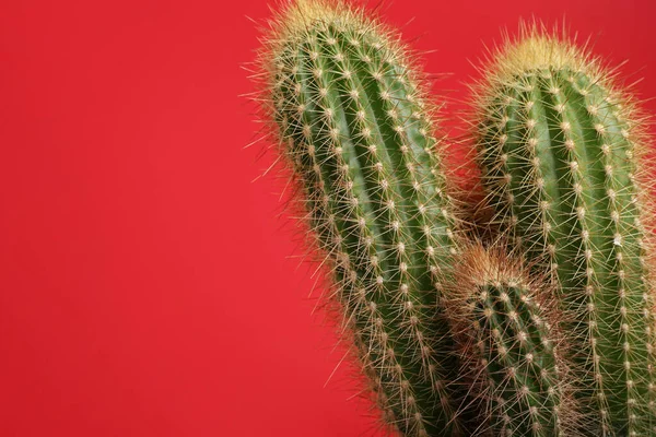 Beautiful Green Cactus Red Background Space Text Tropical Plant — Stock Photo, Image
