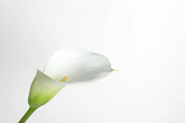 stock image Beautiful calla lily flower on white background. Space for text
