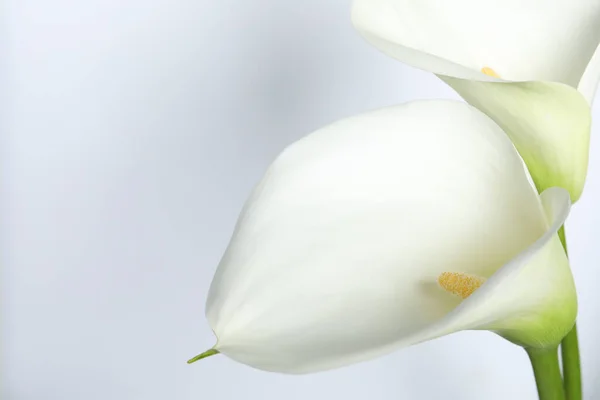 Indah Bunga Lili Calla Pada Latar Belakang Putih Closeup — Stok Foto