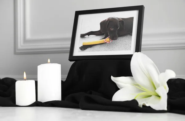 Frame with picture of dog, burning candles and lily flower on light grey table. Pet funeral