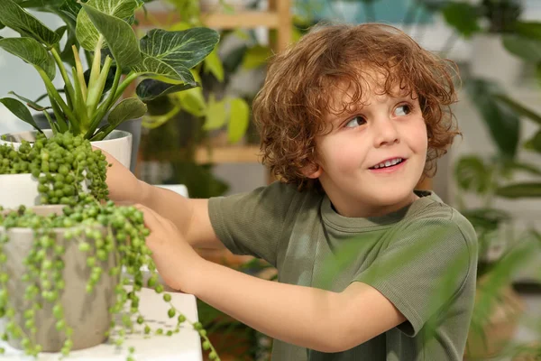 可爱的小男孩照顾美丽的绿色植物在家里 房屋装修 — 图库照片