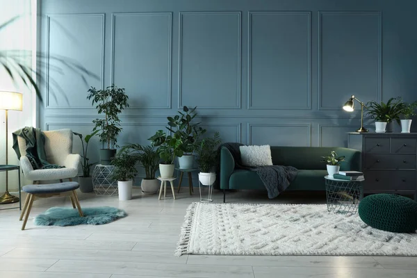 在漂亮的房间里 许多盆栽的室内植物和时尚的家具靠近浅蓝色的墙壁 — 图库照片