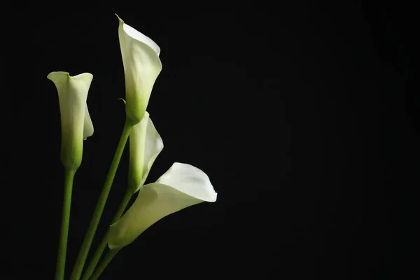 Beautiful calla lily flowers on black background, space for text