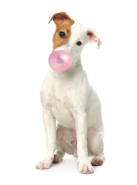 Cute Jack Russell Terrier Dog Blowing Bubble Gum White Background — Stock Photo, Image