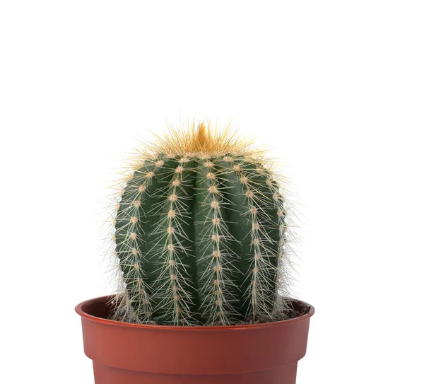 Bellissimo Cactus Verde Vaso Isolato Bianco Impianto Tropicale — Foto Stock
